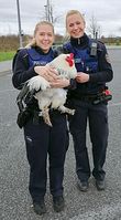 Huhn auf dem Hahnen