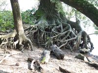 Teilweise durch Bodenabtrag freigelegter Wurzelstock eines Baumes im Speyerer Auwald