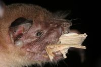 Kleine Hasenmaulfledermaus (Noctilio albiventris)
Quelle: Foto: Christian Voigt (IZW) (idw)