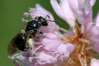 Die Wildbiene Lasioglossum pauperatum.
Quelle: Foto: James K. Lindsey, Creative Commons Lizenz (idw)