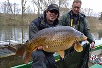 Schuppenkarpfen haben viele Schuppen und sind der ursprünglichen Wildform ähnlicher. Dieser ging IGB-Mitarbeitern ins Netz.
Quelle: (Foto: IGB/Besatzfisch) (idw)