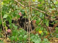 Hühner im Unterholz bzw. in den dornigen Brombeerbüschen. Bild: Feuerwehr