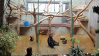 Schimpanse Epulu im Zoo Wuppertal leidet unter Langeweile. Bild: PETA