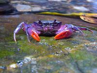 Eine farbenfrohe Neuentdeckung: Krabbe Insulamon palawanense von der Insel Palawan
Quelle: © Senckenberg (idw)