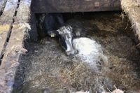 Fünf Rinder wurden durch Feuerwehr und Landwirt gerettet