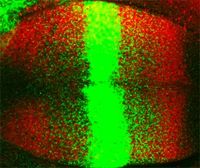 Dpp-Gradient im sich entwickelnden Flügel der Fruchtfliege. Das mit einem grün leuchtenden Protein markierte GFP-Dpp ist als vertikaler Streifen im Zentrum des Flügels zu sehen, es bildet einen Konzentrationsgradienten auf beiden Seiten dieser Quelle. Rot gekennzeichnet sind die Domänen, in denen als Reaktion auf den Dpp-Gradienten das Gen Spalt exprimiert wird. Bild: MPI-CBG, Marcos González-Gaitán