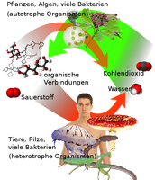 Übersicht über die Photosynthese und Atmung