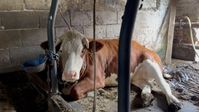 Bild: Animal Rights Watch e.V. Fotograf: Animal Rights Watch e.V.