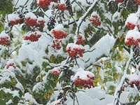 Erster Schnee auf dem Hohenpeißenberg Bild: Ulf Köhler, DWD