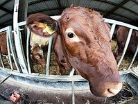 Kuh: Gentechnik soll Milch Fischöl-Qualitäten verleihen. Bild: Flickr/Stevenson