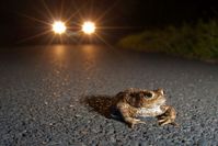 Krötenwanderung erreicht Höhepunkt Autofahrer bitte aufpassen: An diesem Wochenende sind besonders viele liebestolle Amphibien unterwegs