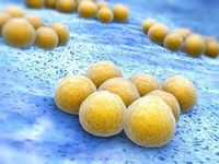 Krankheitserregende Bakterien werden mit neuem Enzym bekämpft.