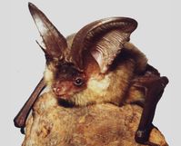 Fledermaus (Plecotus austriacus)