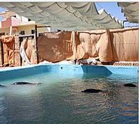 Hoffnungsschimmer für gequälte Hurghada-Delfine. Bild: GRD