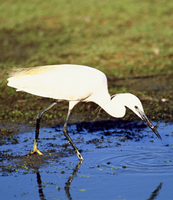 Seidenreiher. © Jorge Sierra / WWF