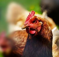 Huhn: Forscher analysieren Geflügel-Sprache. Bild: pixelio.de/RainerSturm