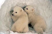 Geburtenexplosion bei Eisbären: Professorin widerlegt Klimawandel und fliegt von Uni