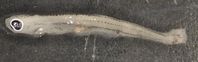 Junge Fischlarve (ca. 12 mm) aus der Donau mit einem Plastikpartikel im Darmtrakt.
Quelle: (Copyright: R. Krusch) (idw)