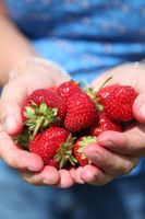 Bio-Erdbeeren (Symbolbild)