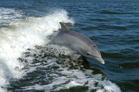 Die Delfine oder Delphine (Delphinidae) gehören zu den Zahnwalen (Odontoceti) und sind somit Säugetiere (Mammalia), die im Wasser leben (Meeressäuger). Delfine sind die vielfältigste und mit rund 40 Arten größte Familie der Wale (Cetacea). Sie sind in allen Meeren verbreitet.