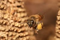 Eine Westliche Honigbiene beim Transportieren von Pollen