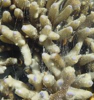 Schleimfaeden zwischen Korallenaesten
Quelle: Foto: C. Wild, ZMT (idw)