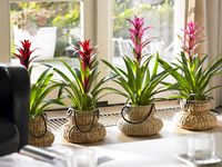 Bild: "obs/Bromelia.info/bromelia.info"