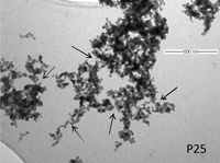 Titandioxid-Nanopartikel unter dem Elektronenmikroskop.
Quelle: (Foto: Universität Wien) (idw)