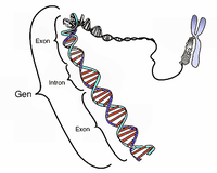 Schematische Darstellung eines Gens auf einem DNA-Strang. Der Abschnitt der Doppelhelix auf der DNA zeigt ein eukaryotisches Gen, das Introns und Exons enthält, und im Hintergrund den zu einem Chromosom kondensierten DNA-Strang. Exons und Introns umfassen weit mehr Basenpaare als im Bild angedeutet.