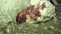 Bild: „Animal Rights Watch e.V. (ARIWA)“