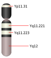 Das Idiogramm des Y-Chromosoms