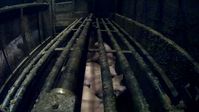 Verdeckte Aufnahme aus dem Schlachthof des Unternehmens Brand: Schweine in der CO 2-Tötungsanlage. Die Szene ist Teil einer Recherche, die 2024 veröffentlicht wurde und aktuell Gegenstand eines Prozesses vor dem Landgericht Oldenburg ist.  Bild: Animal Rights Watch e.V. Fotograf: Animal Rights Watch e.V.