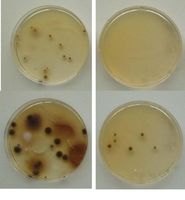 Antibiotische Wirkung von kolloidalem Silber Links unbehandelte Agarschale 4 (oben) und 6 (unten) Tage nach kurzer Bekeimung an der Luft. Rechts Vergleichstest mit Nähragar, der vor Bekeimung mit kolloidalem Silber behandelt wurde. Bild: Dr. N. Josef Pies / Bert von Beuren - wikipedia.org