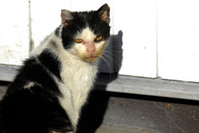Streunerkatzen leiden an Hunger und unbehandelten Krankheiten. Bild: VIER PFOTEN