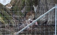 Während die einen bereits vor Erschöpfung verendet sind, finden andere Rehe noch Schutz vor dem Hochwasser. Bild: Wildtierschutz Deutschland e.V. Fotograf: privat/Wildtierschutz Deutschl.