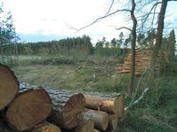 Klassische Rodung in Deutschland: Täglich über 1,2km² zerstörte Wälder für Neubaugebiete und Industriegebiete (ca. 120 Fußballfelder pro TAG)