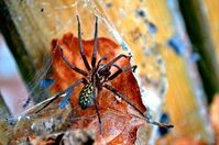 Spinne: inspiriert die Wissenschaft. Bild: pixelio.de/Bianca Schütte