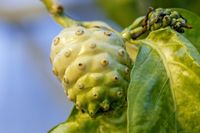 Die Frucht des Noni-Baums (Morinda citrifolia) enthält giftige Säuren und wird dennoch von Fruchtfliegen der Art Drosophila sechellia als ausschließliche Nahrungsquelle genutzt. Quelle: Anna Schroll (idw)