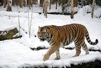 Sibirischer Tiger (Männchen) Bild: Appaloosa / de.wikipedia.org