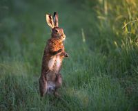 Bild: Wildtierschutz Deutschland e.V. Fotograf: berndtfischer.de