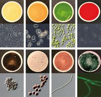 Acht der 137 Proben von Mikroorganismen, die genutzt wurden, um die charakteristischen Farben für den Katalog zusammenzustellen. Jeweils oben Probenfoto, unten Mikrofotografie. Quelle: Bild: S. Hegde et al. / MPIA (idw)