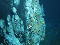 Ein "Schwarzer Raucher" am Mittelatlantischen Rücken. Rund um derartige Hydrothermalquellen finden sich wertvolle Metallerze.
Quelle: Foto: ROV KIEL 6000, GEOMAR (idw)