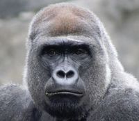 Vom Aussterben bedrohter Gorilla: Handy-Recycling lohnt.