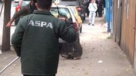 VIER PFOTEN kritisiert ASPA aufs Schärfste für die brutale Vorgehensweise der Hundefänger. Bild: VIER PFOTEN