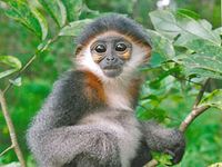 © Tilo Nadler / Endangered Primate Rescue Centre