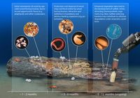 Besiedlung von Holz in der Tiefsee und die Ausbildung sulfidischer Nischen am Meeresboden
Quelle: © Bienhold et al., PLoS ONE 8(1): e53590) doi:10.1371/journal.pone.0053590 (idw)