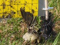 Junger Wiesenpieper an einer Klebefalle im EU-Vogelschutzgebiet im Ochsenmoor in Niedersachsen. Bild: Wildtierschutz Deutschland e.V. Fotograf: Wildtierschutz Deutschland