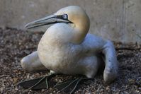 Geschwächter Basstölpel wird in der LBV-Vogelstation Regenstauf in Bayern gepflegt.