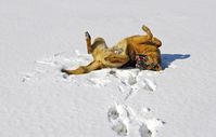 Hund spielt im Schnee (Symbolbild)