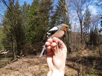 Männlicher Buchfink auf der Schwäbischen Alb
Quelle: Foto: B. Lüdtke (idw)